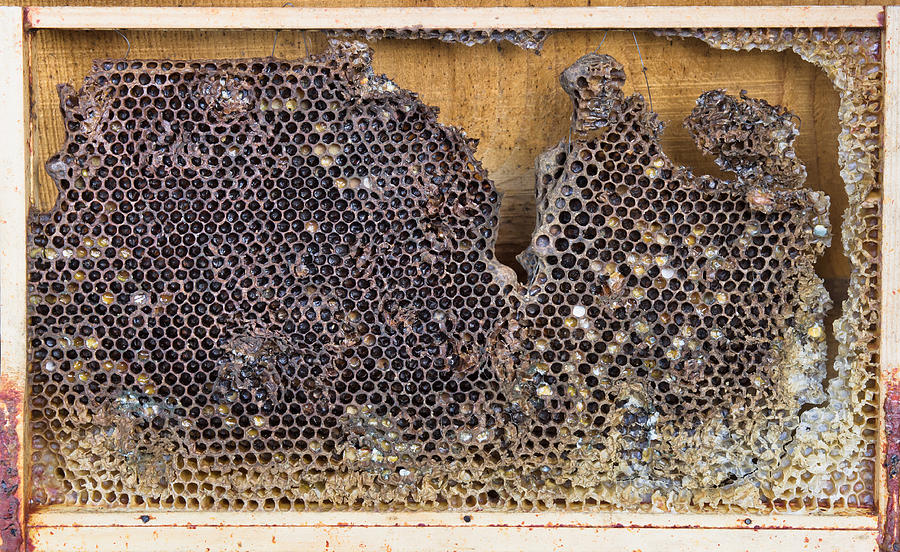 Nature Photograph - Honeycomb by Tom Gowanlock
