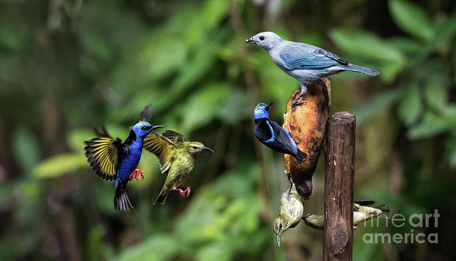 Honeycreepers in Flight Photograph by Ed McDermott