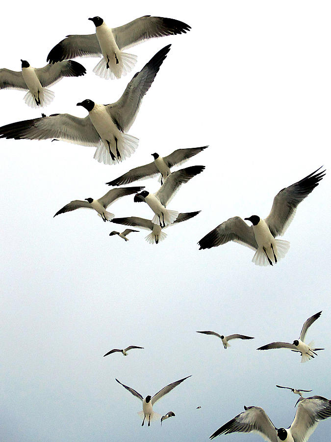 Honeymoon Island Sea Gulls Photograph by Christopher Mercer