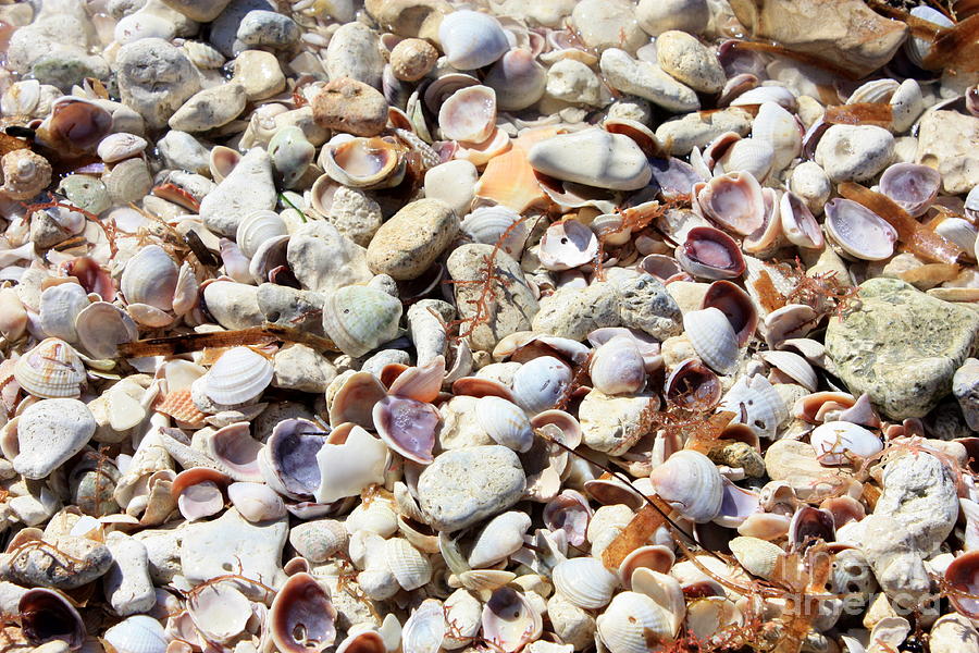 Shell Photograph - Honeymoon Island Shells by Carol Groenen