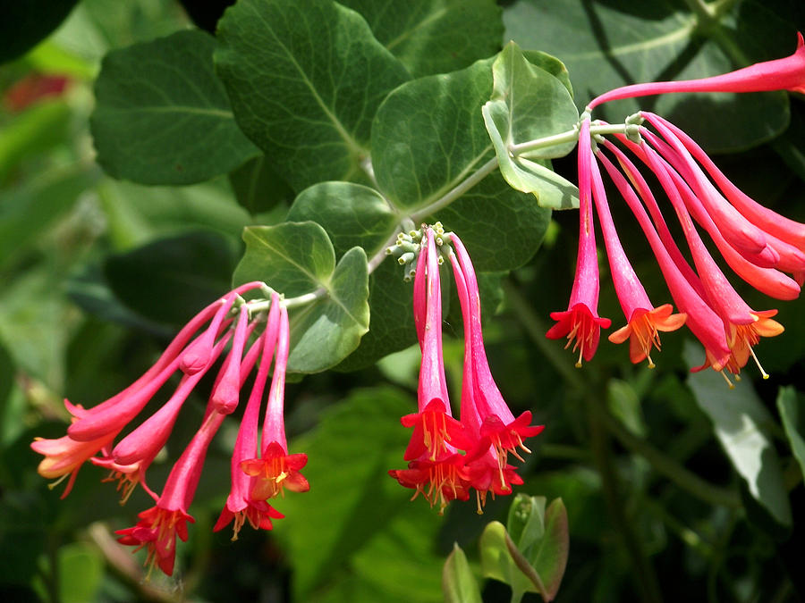 Honeysuckle Photograph by Belinda Stucki - Fine Art America