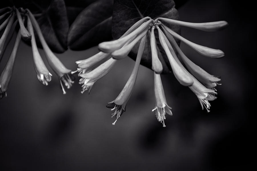 Flowers Still Life Photograph - Honeysuckle In Black and White by Greg and Chrystal Mimbs