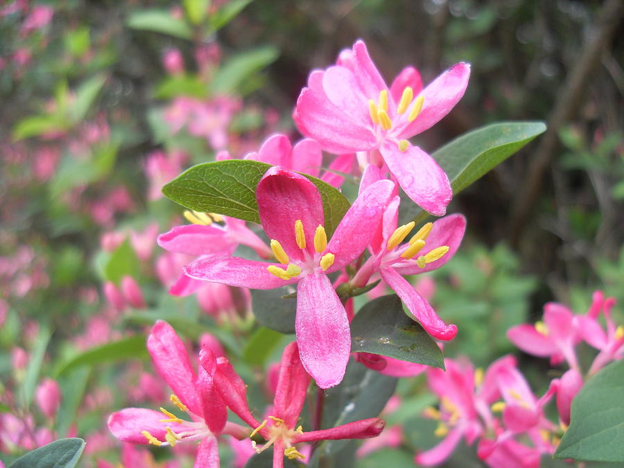 Honeysuckle Photograph By June Goggins Fine Art America