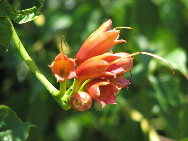 Flower Photograph - Honeysuckle by Libby Cagle Flower Photograph - Honeysuckle by Libby Cagle