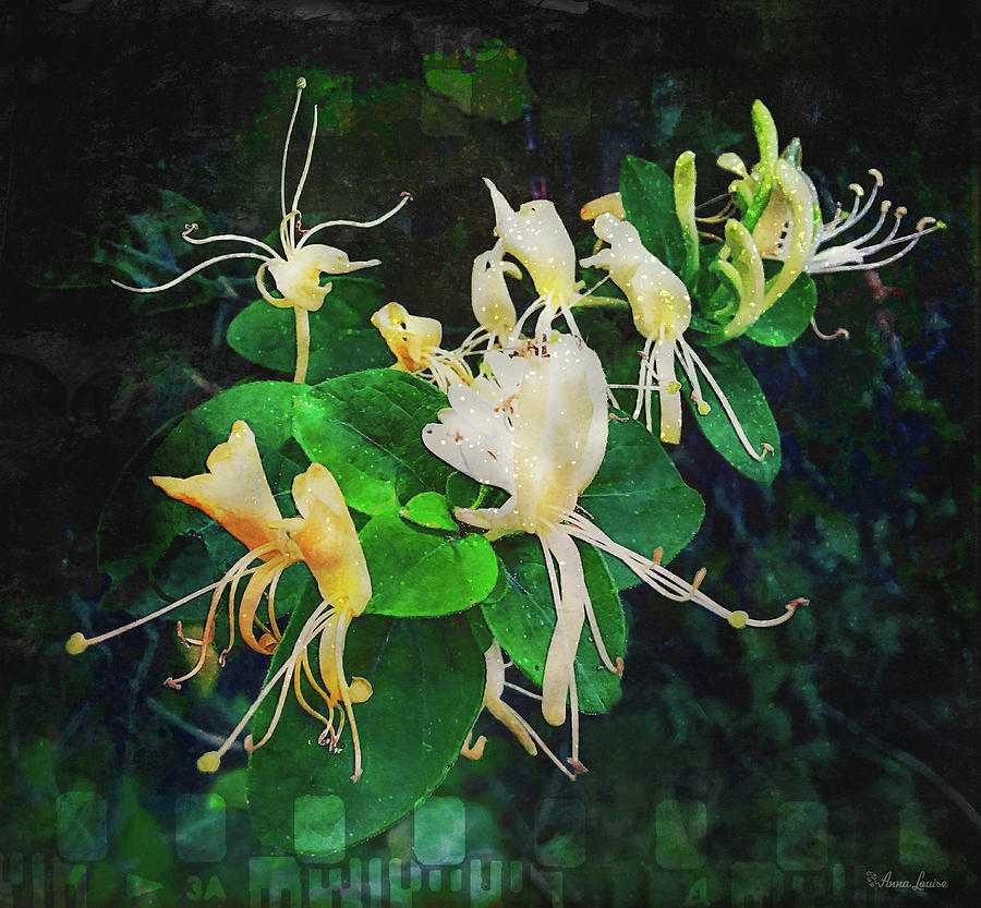Honeysuckle on Old Film Photograph by Anna Louise
