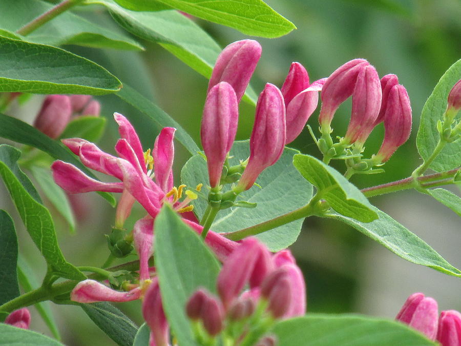 Honeysuckle  Plant Photograph by Alfred Ng