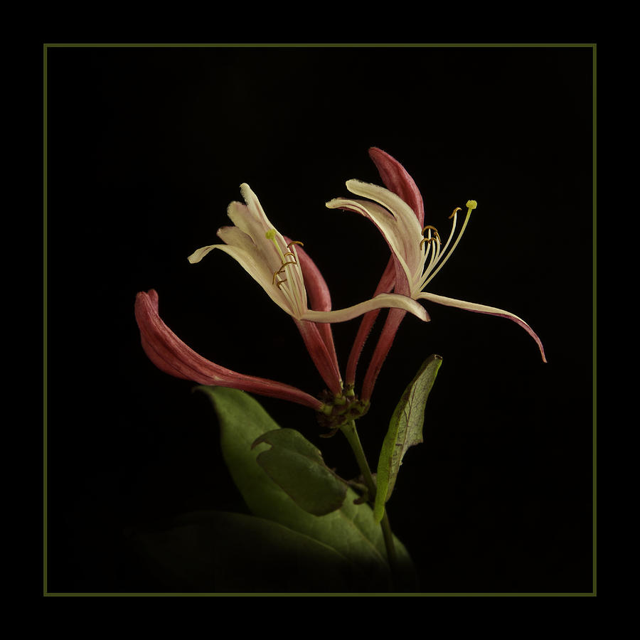 Flower Photograph - Honeysuckle by Robert Murray