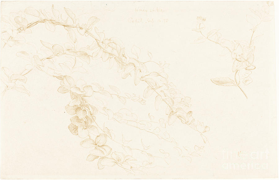 Honeysuckle Drawing by Sir Edward John Poynter