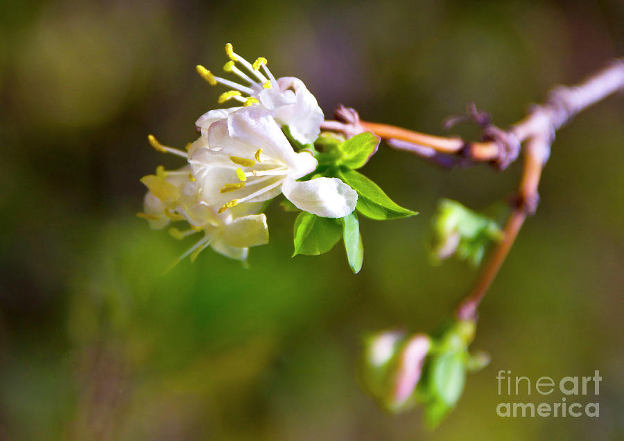 Honeysuckle Spring Blooms Photograph by Karen Jorstad