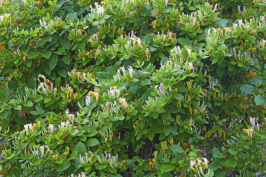 Image result for honeysuckle vine
