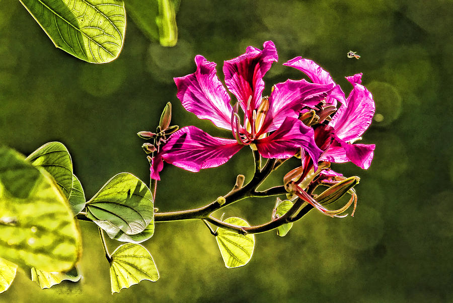 Hong Kong Orchid Blossom Photograph by HH Photography of Florida