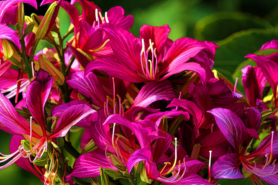 Hong Kong Orchid by H H Photography of Florida Photograph by HH Photography of Florida