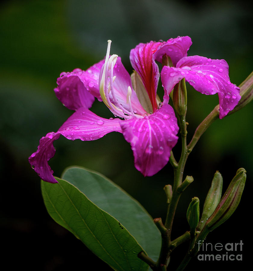 Hong Kong Orchid Photograph by Teresa Wilson