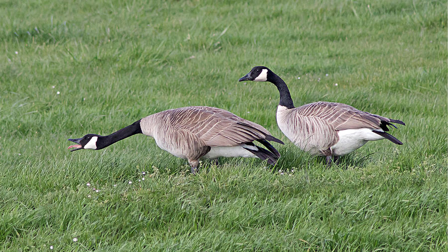 Honker Photograph by Dana Crandell - Fine Art America