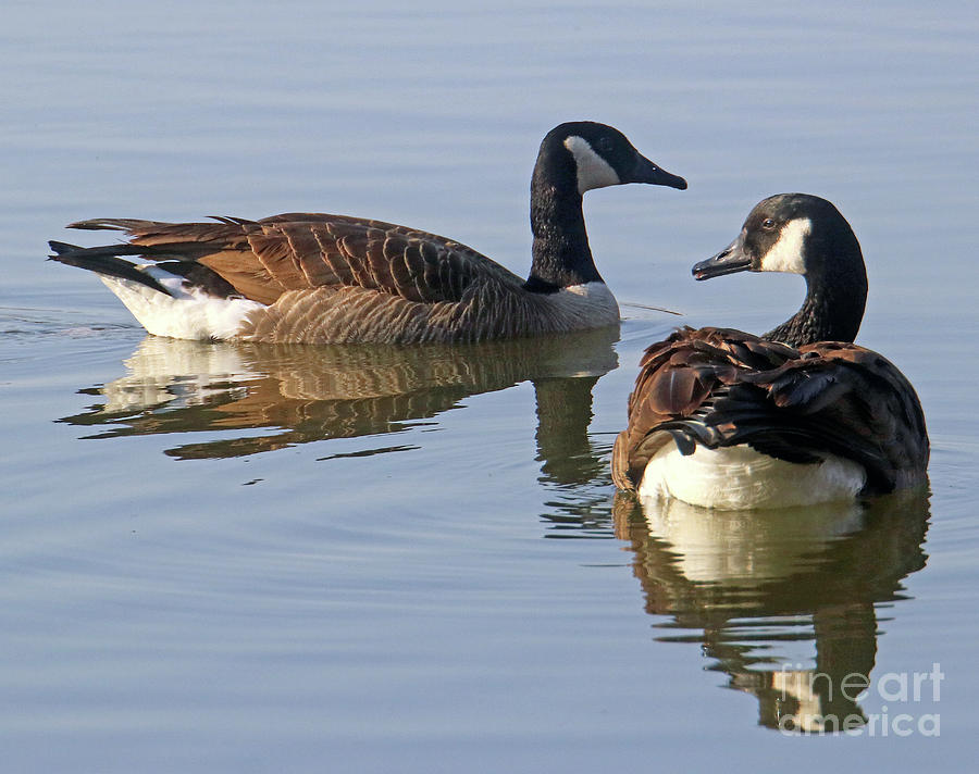 Honkers Photograph by Steve Gass - Fine Art America