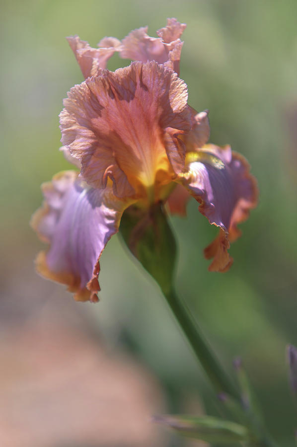 Iris Photograph - Honky Tonk Rumble. The Beauty of Irises by Jenny Rainbow