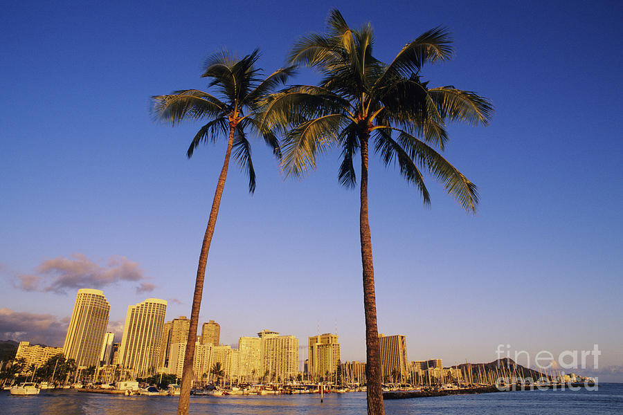 Honolulu and Palms Photograph by Carl Shaneff - Printscapes