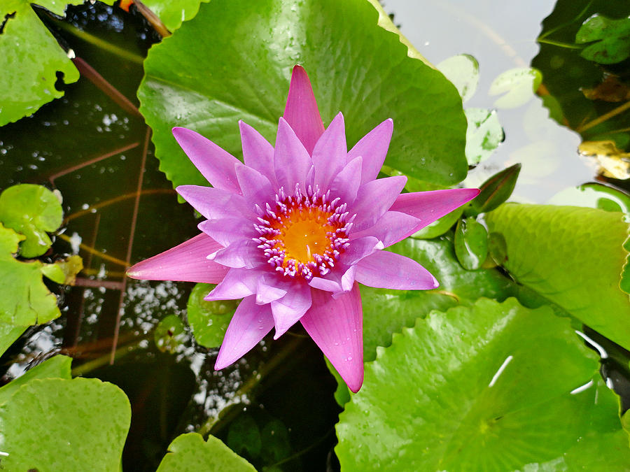 Honolulu Water Lily Photograph by Robert Meyers-Lussier
