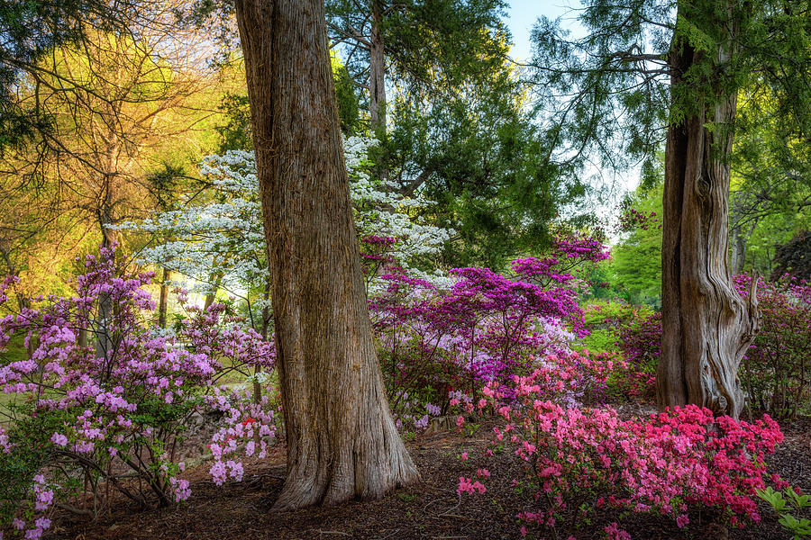 Honor Heights Azeleas Photograph by James Barber
