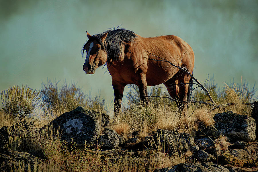 Honored Stallion Photograph by Steve McKinzie