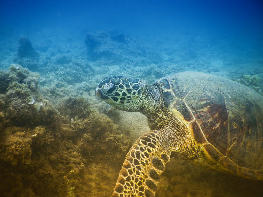 Honu Cruisin Hawaiian Sea Turtle Photobomb Selfie Photograph by Lawrence Knutsson