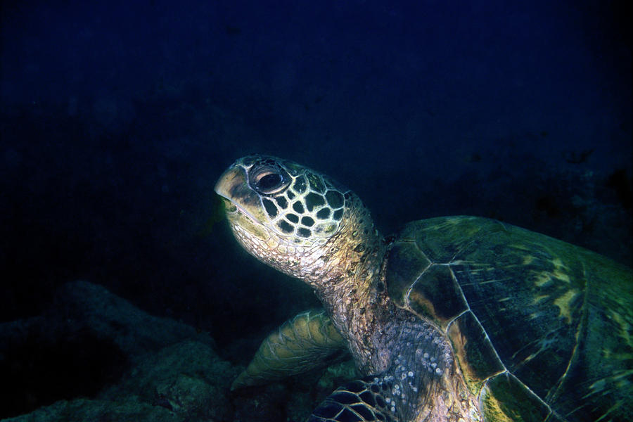 Honu, Green Sea Turtle 1 Photograph by Pauline Walsh Jacobson