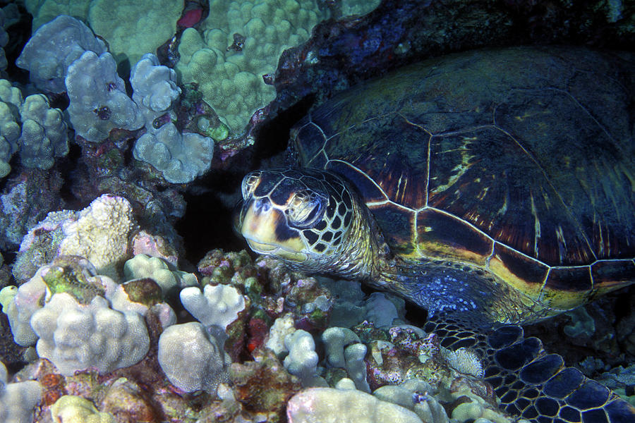 Honu, Green Sea Turtle 2 Photograph by Pauline Walsh Jacobson