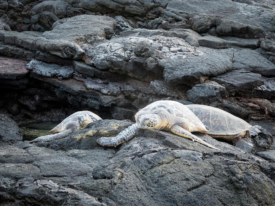 Honu or  Hawaiian Green Sea Turtles Photograph by Mary Lee Dereske