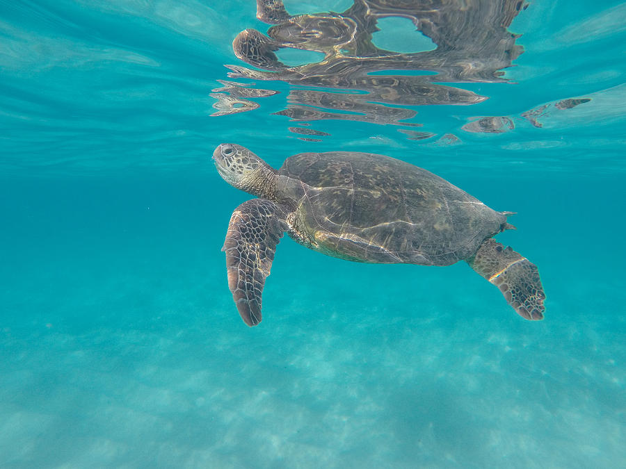 Honu Reflections Photograph by Megan Martens - Fine Art America