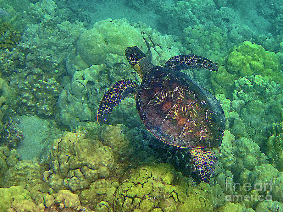Honu Swimming over Coral Photograph by Bette Phelan