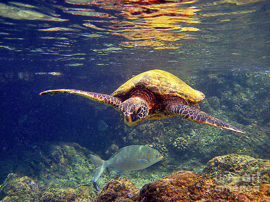 Hawaiian Green Sea Turtle Photograph - Honu with Reef Fish by Bette Phelan
