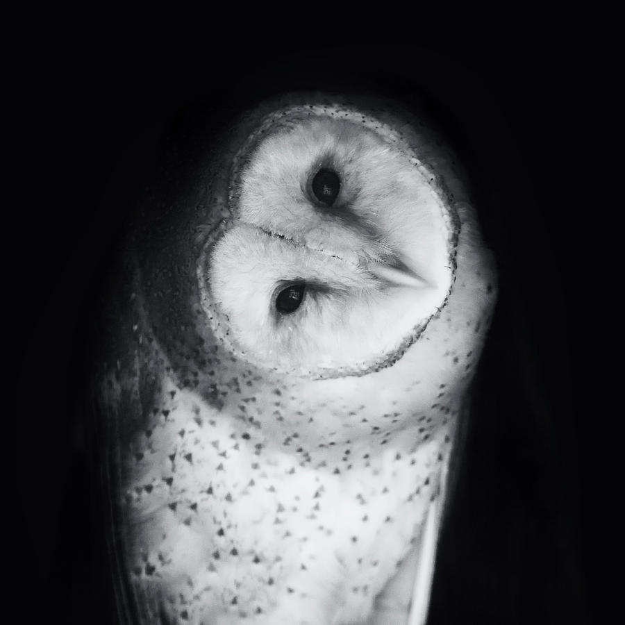 Owl Photograph - Hoo Are You Barn Owl Photo by Stephanie McDowell