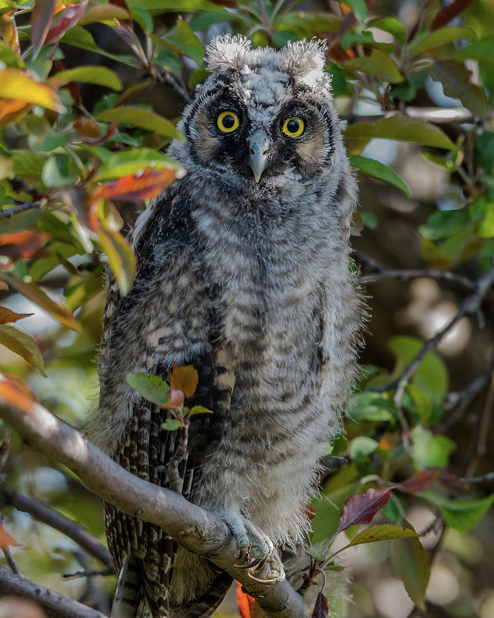 Hoo Are You? Photograph by Yeates Photography