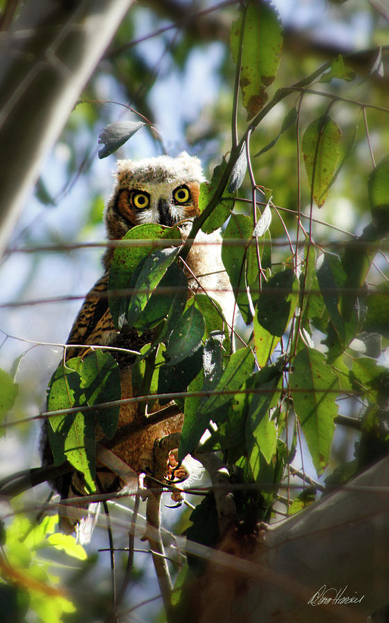Owl Photograph - Hoo Goes There? by Diana Haronis