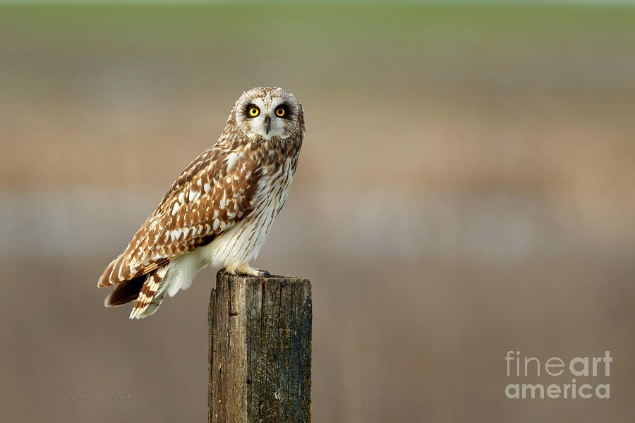 Hoo Hoo Looking at You Photograph by Beve Brown-Clark Photography