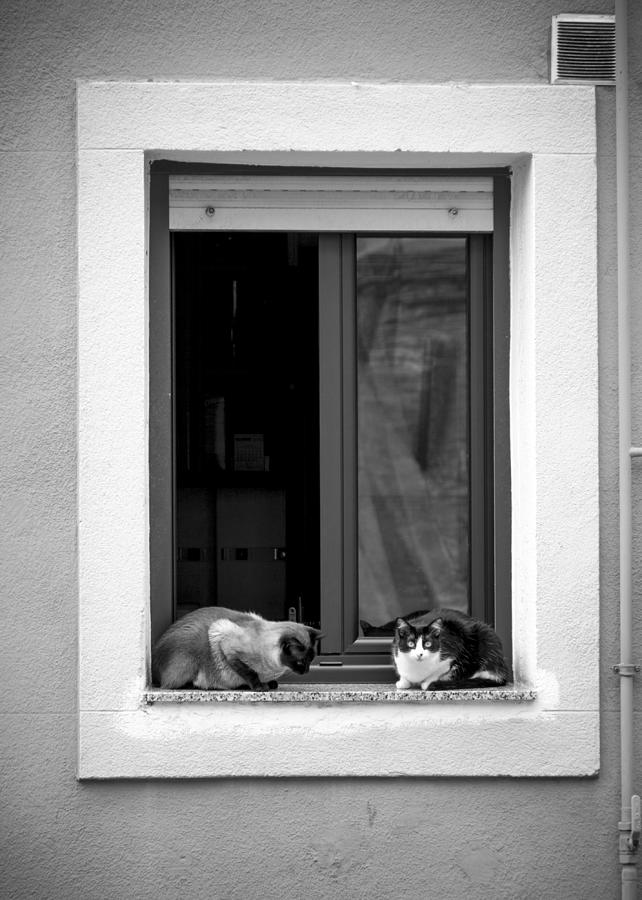 Cat Photograph - Hood Cats by Santi Carral