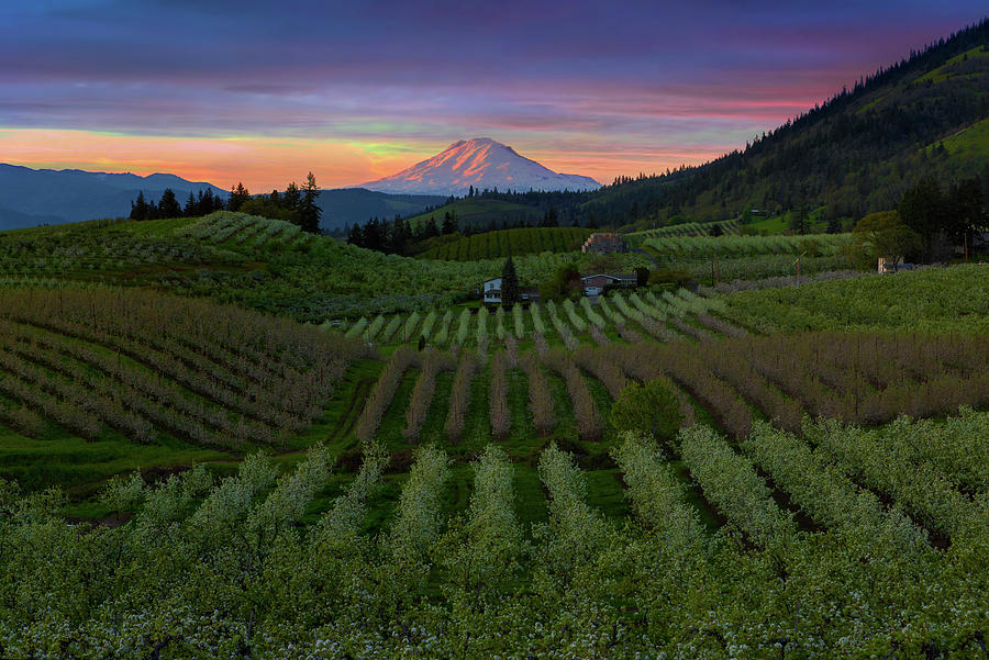 Hood River Pear Orchards at Sunset Photograph by David Gn