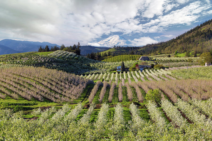 Hood River Pear Orchards on a Cloudy Day Photograph by David Gn
