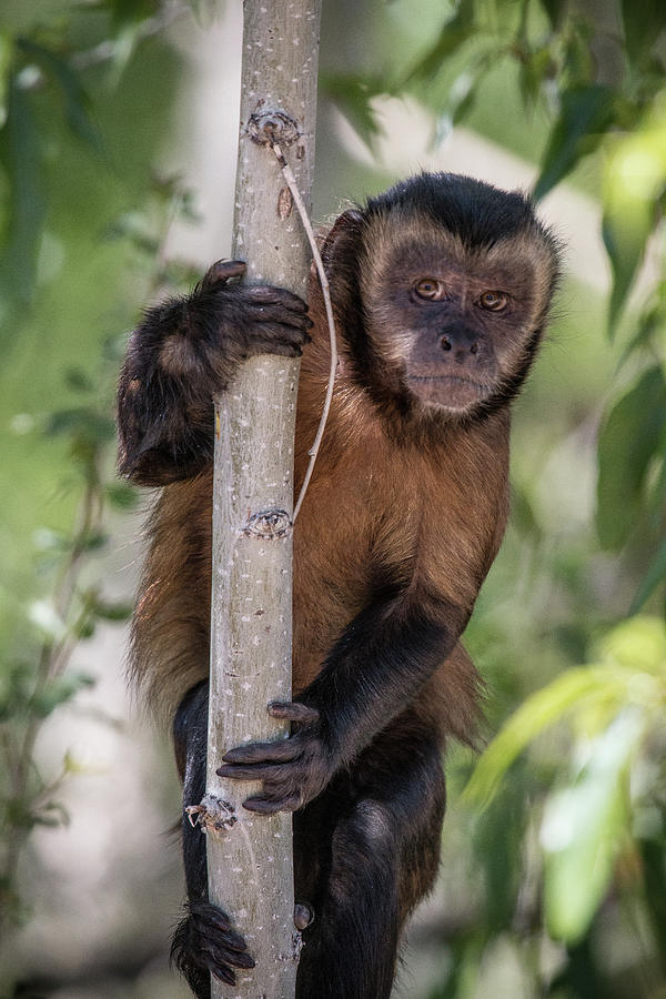 Hooded Capuchin Monkey Photograph by Teresa Wilson
