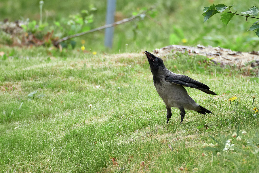 Hooded Crow Cry Photograph