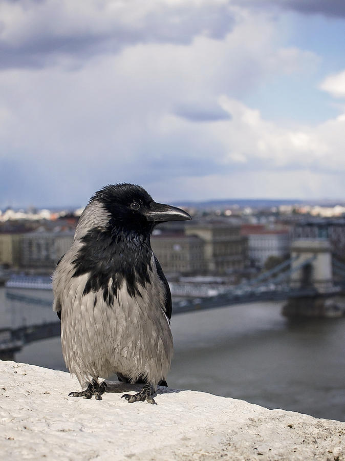 Hooded Crow Photograph by Heather Applegate