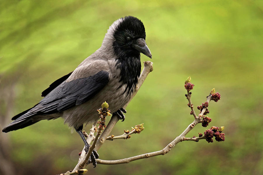 Hooded Crow Photograph by Inge Riis McDonald