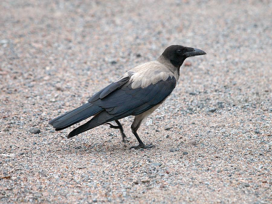 Hooded Crow Photograph by Jouko Lehto