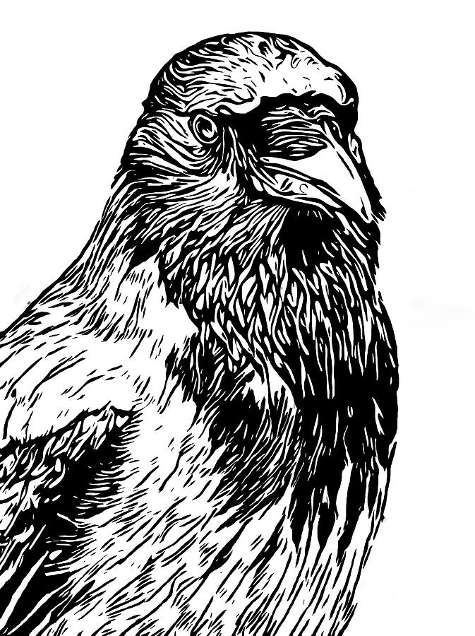 Crow Drawing - Hooded Crow Line Art Woodcut Type Illustration by Philip Openshaw