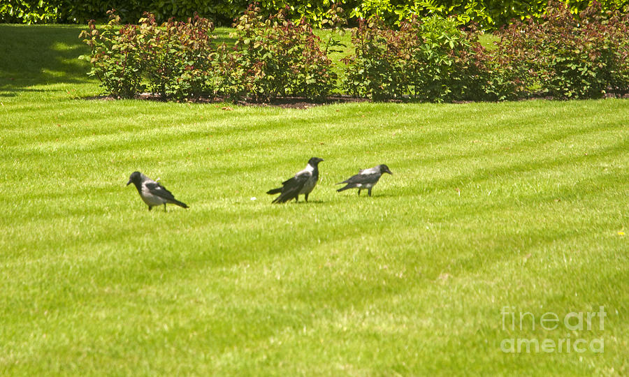 Hooded crows Ireland Photograph by Cindy Murphy - NightVisions 