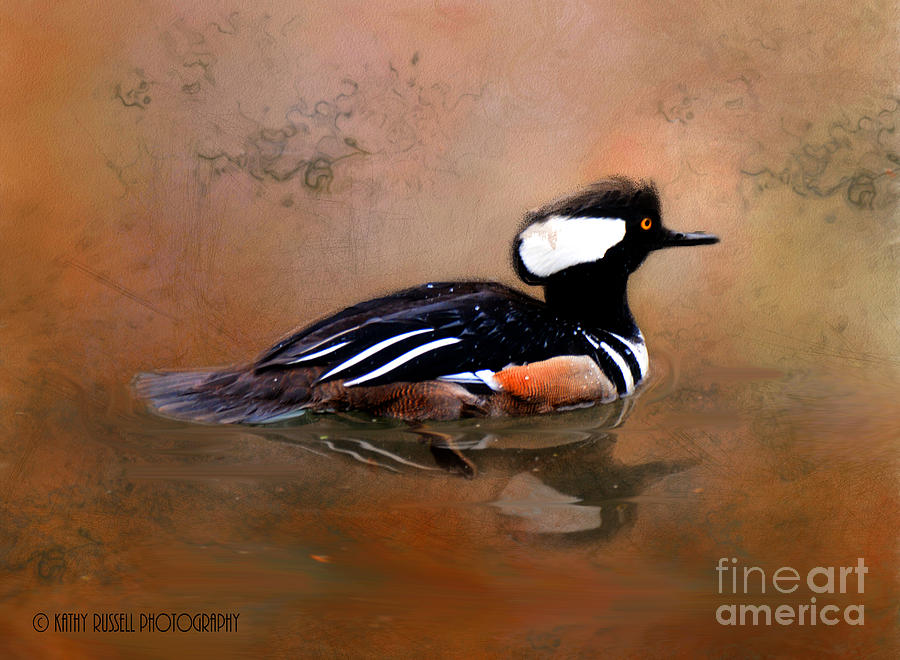Hooded Merganser #2 Photograph by Kathy Russell