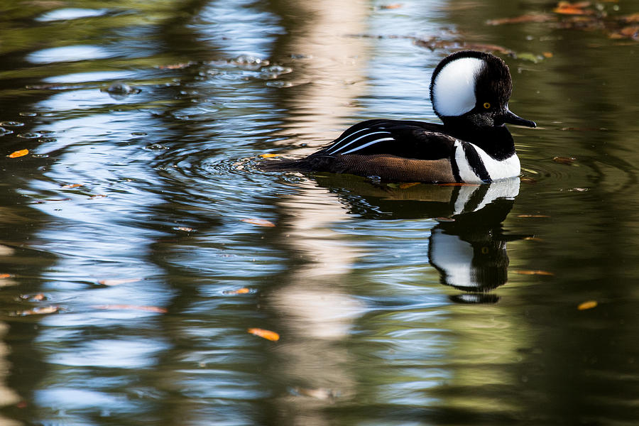 Hooded Merganser 5577 Photograph by Brent L Ander
