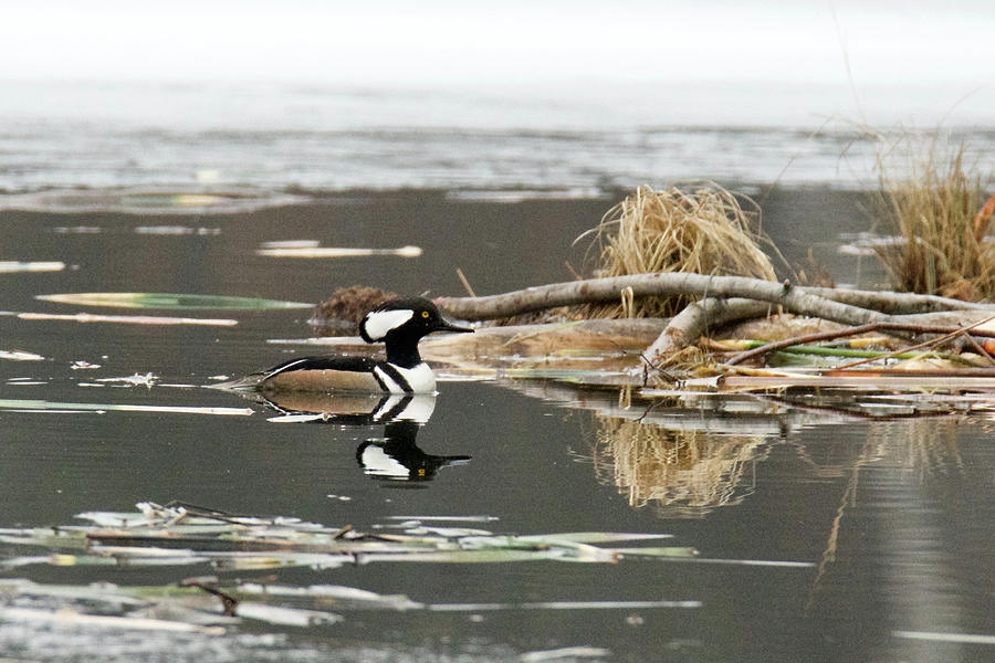 Hooded Merganser 9219 Photograph by Michael Peychich