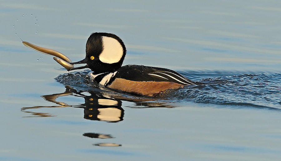 Hooded Merganser and Eel Photograph by William Jobes