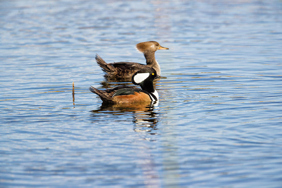 Hooded Merganser Courtship Photograph by Fran Gallogly
